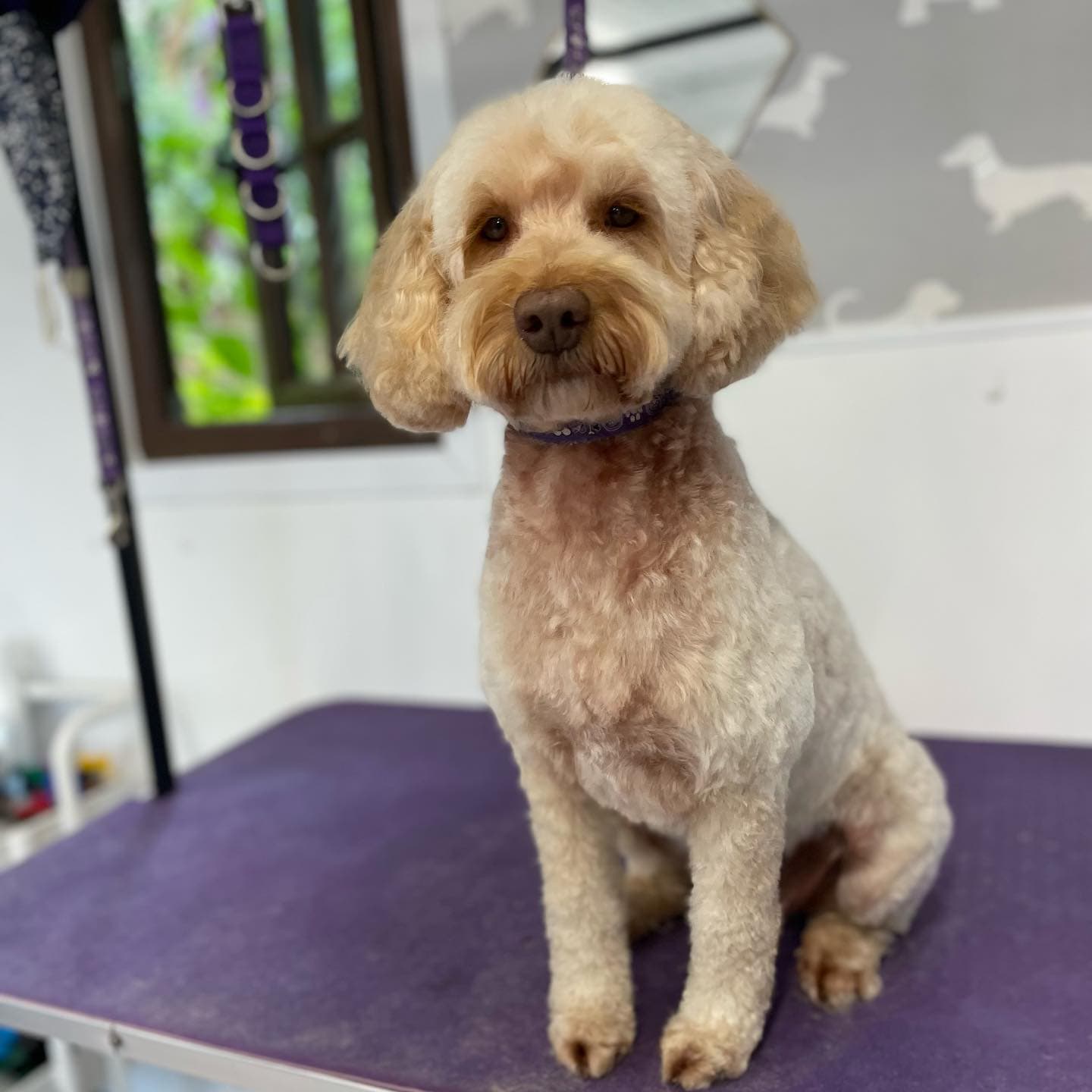 Cockapoo — Full Groom after grooming