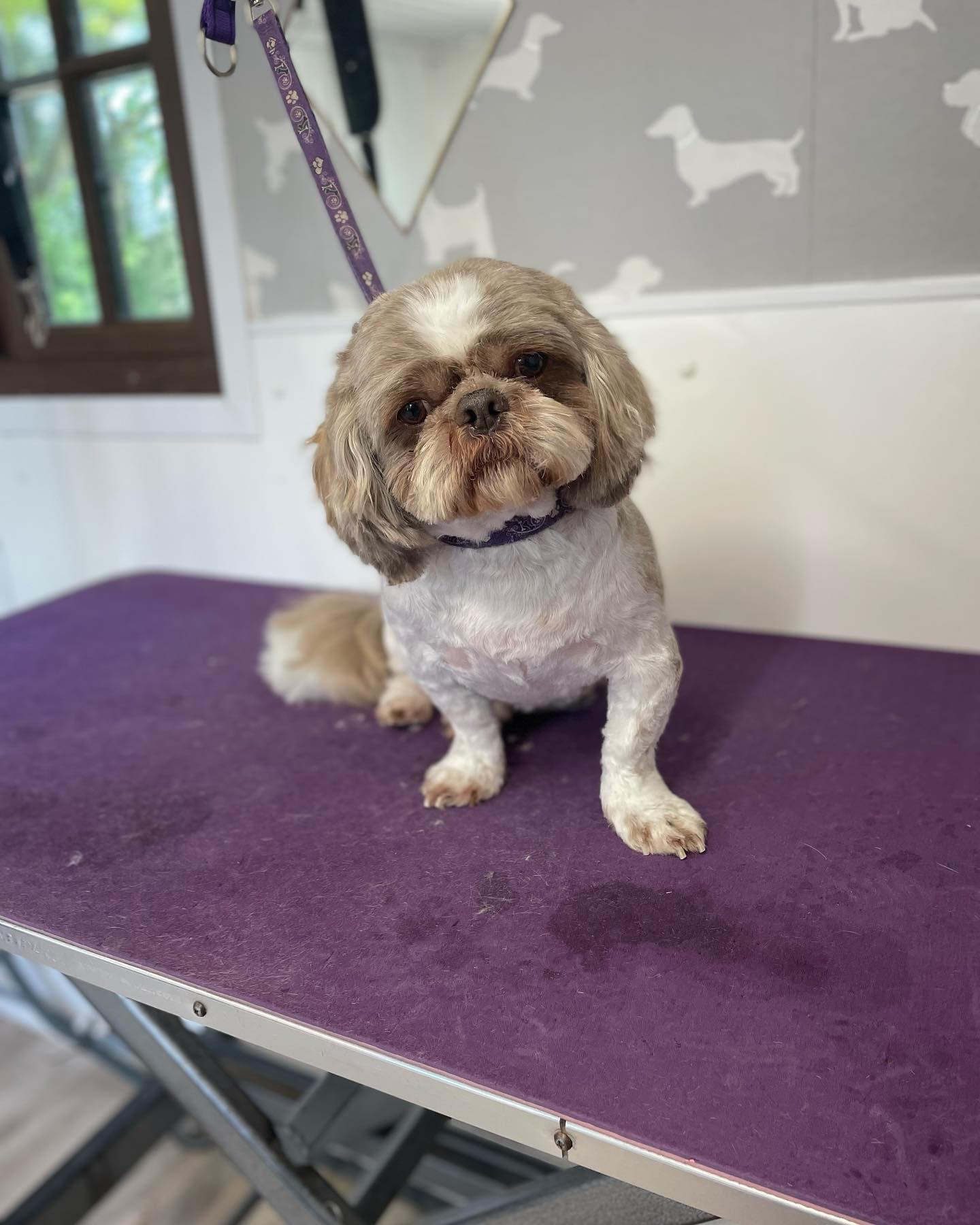 Shih Tzu — Pet Trim after grooming