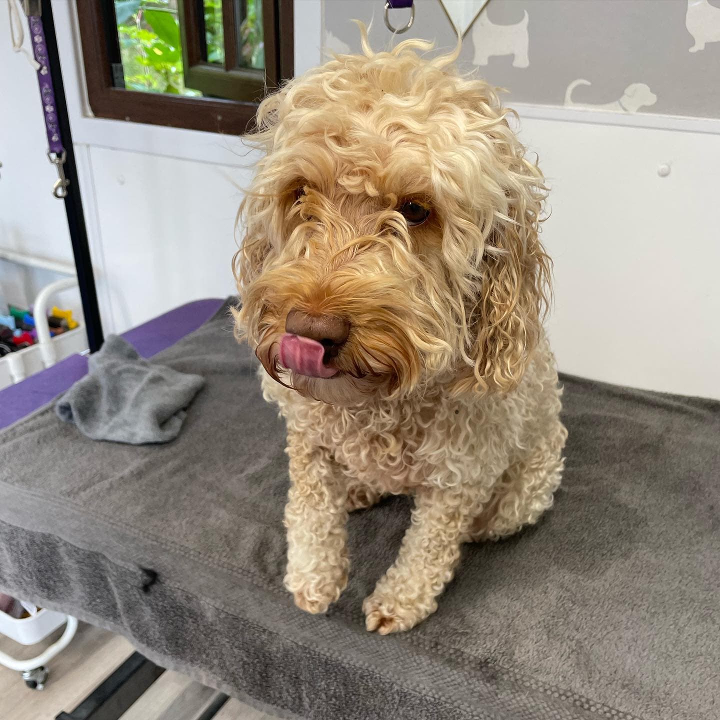 Cockapoo — Full Groom before grooming