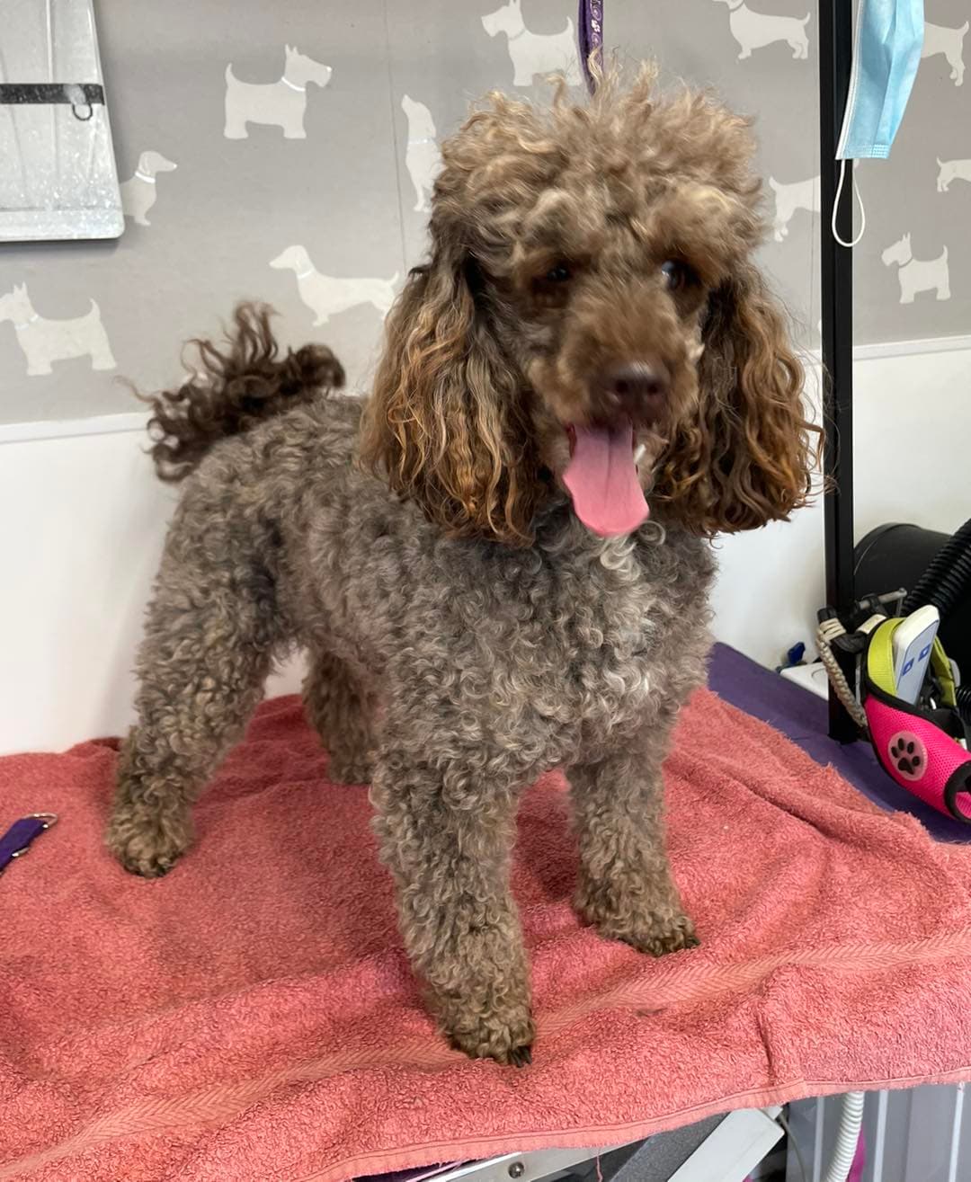 Poodle — Full Groom before grooming