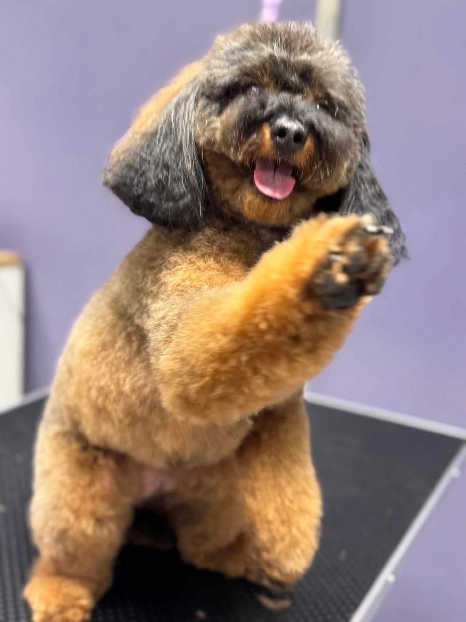 Happy pup waving after a full groom at Dreybury