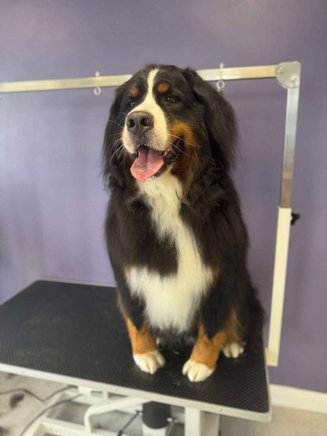 Freshly groomed dog at Dreybury Dog Groomers