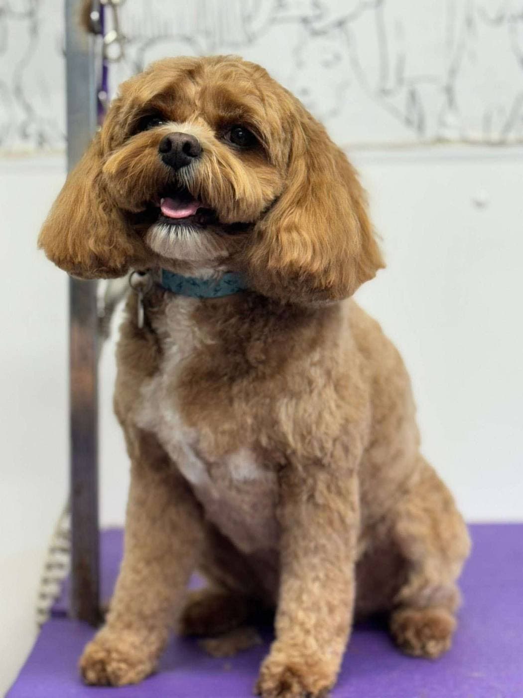 Client dog looking smart after a full groom at Dreybury