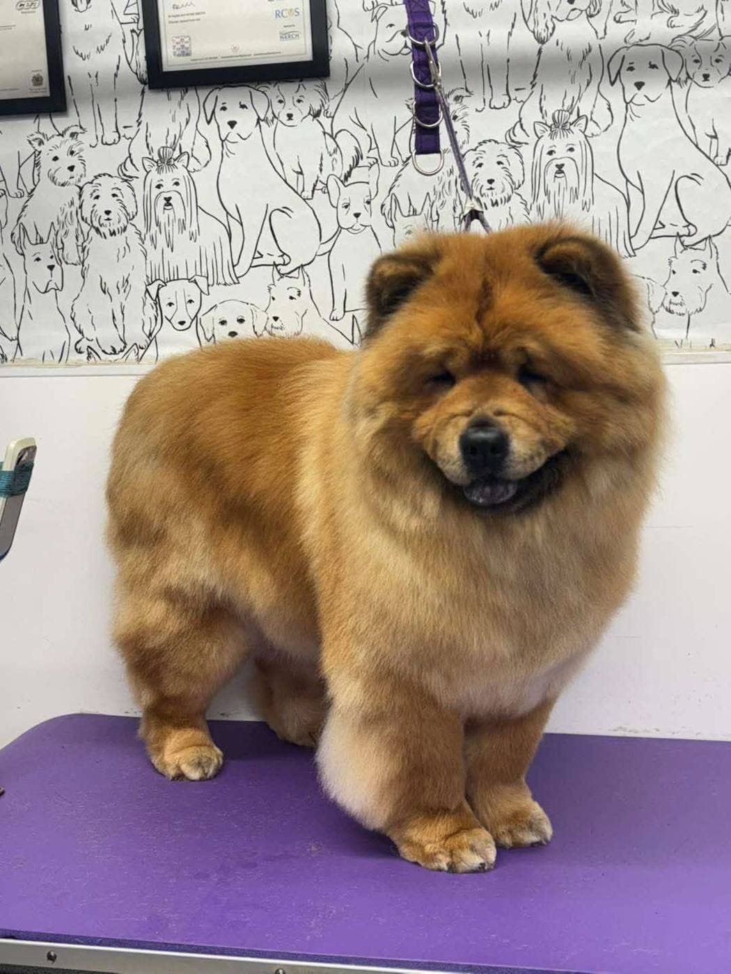 Happy pup after a grooming session at Dreybury