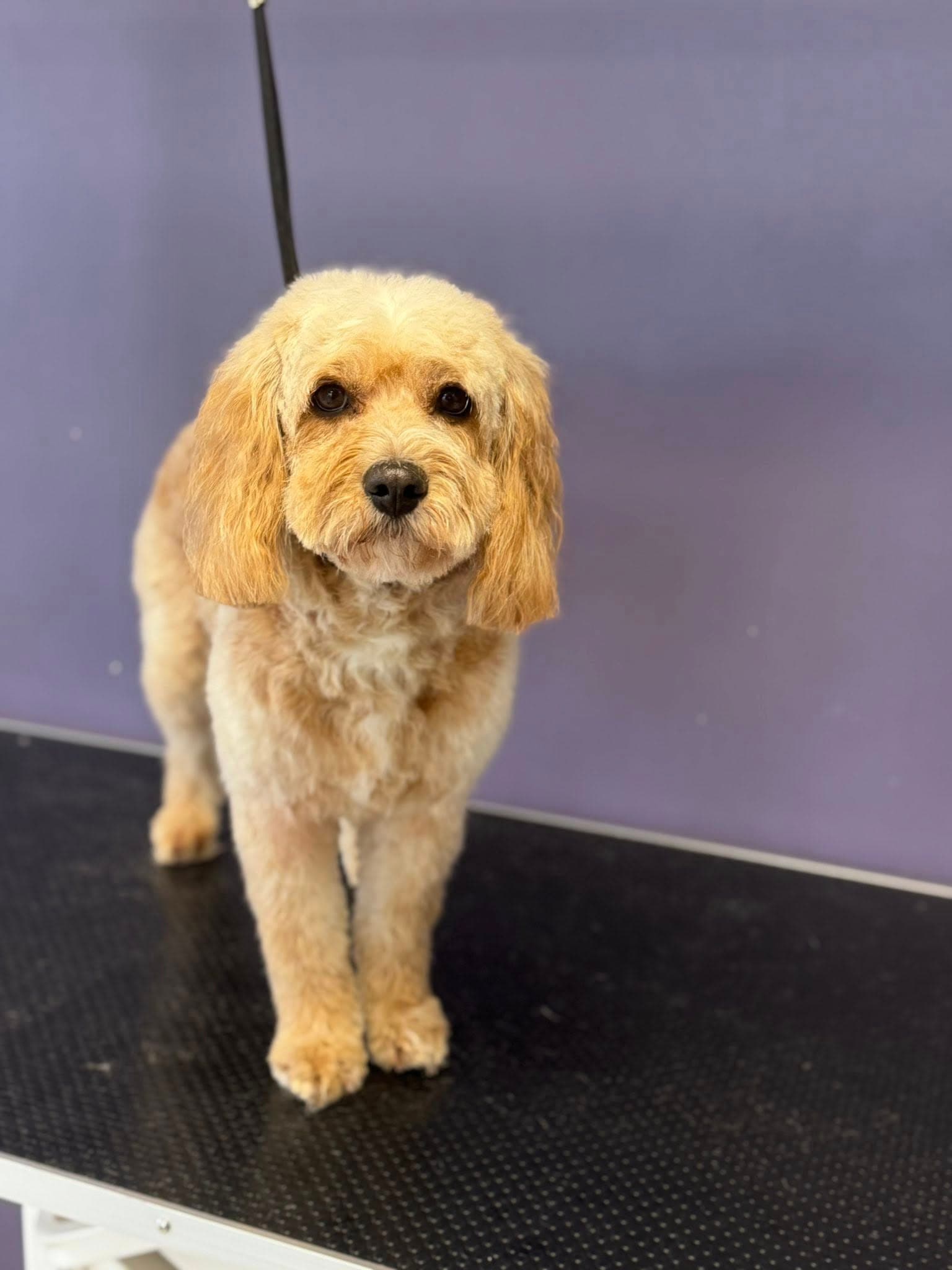 Cockapoo standing proud after a fresh trim
