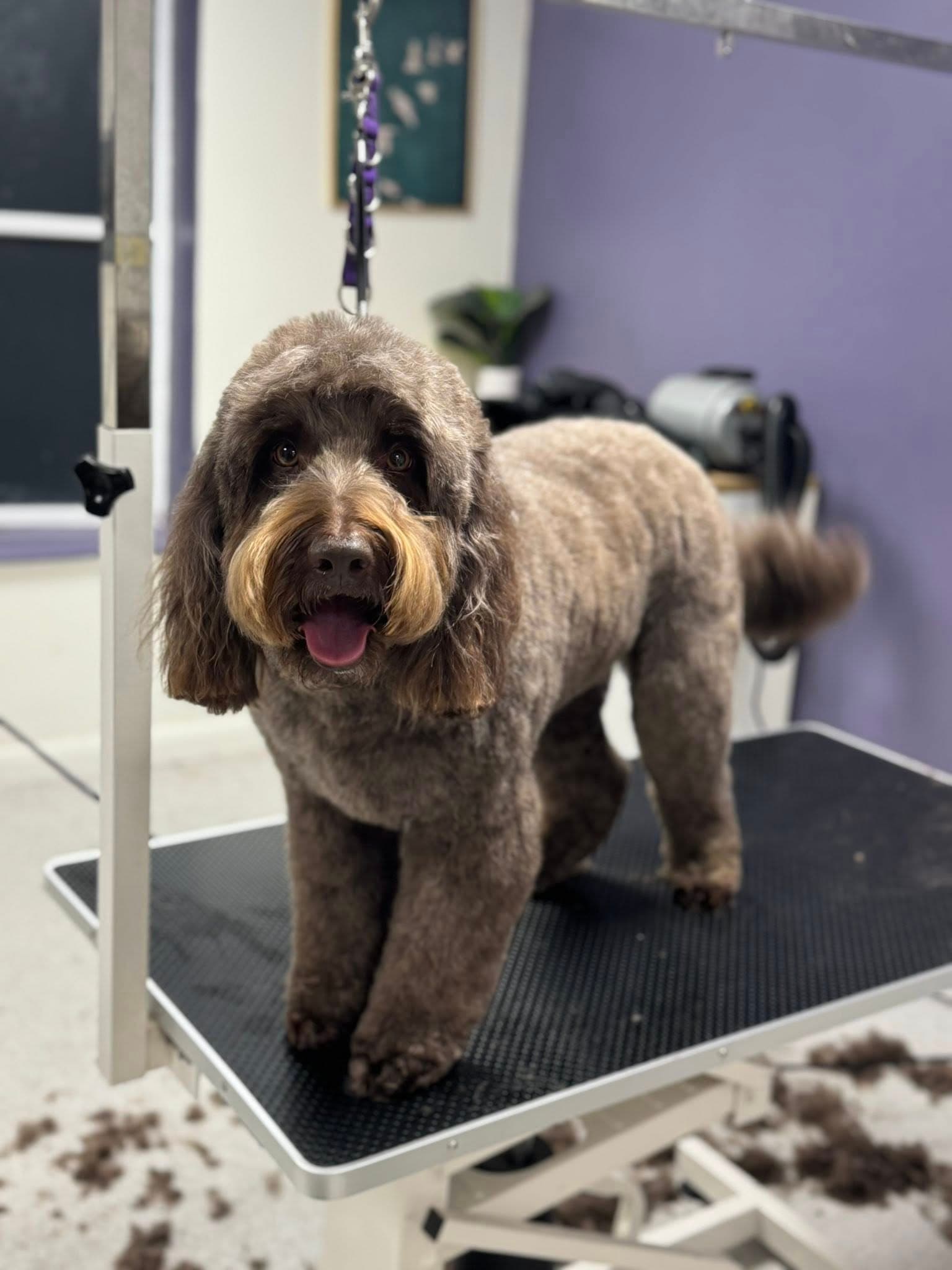 Labradoodle looking fab after grooming at Dreybury