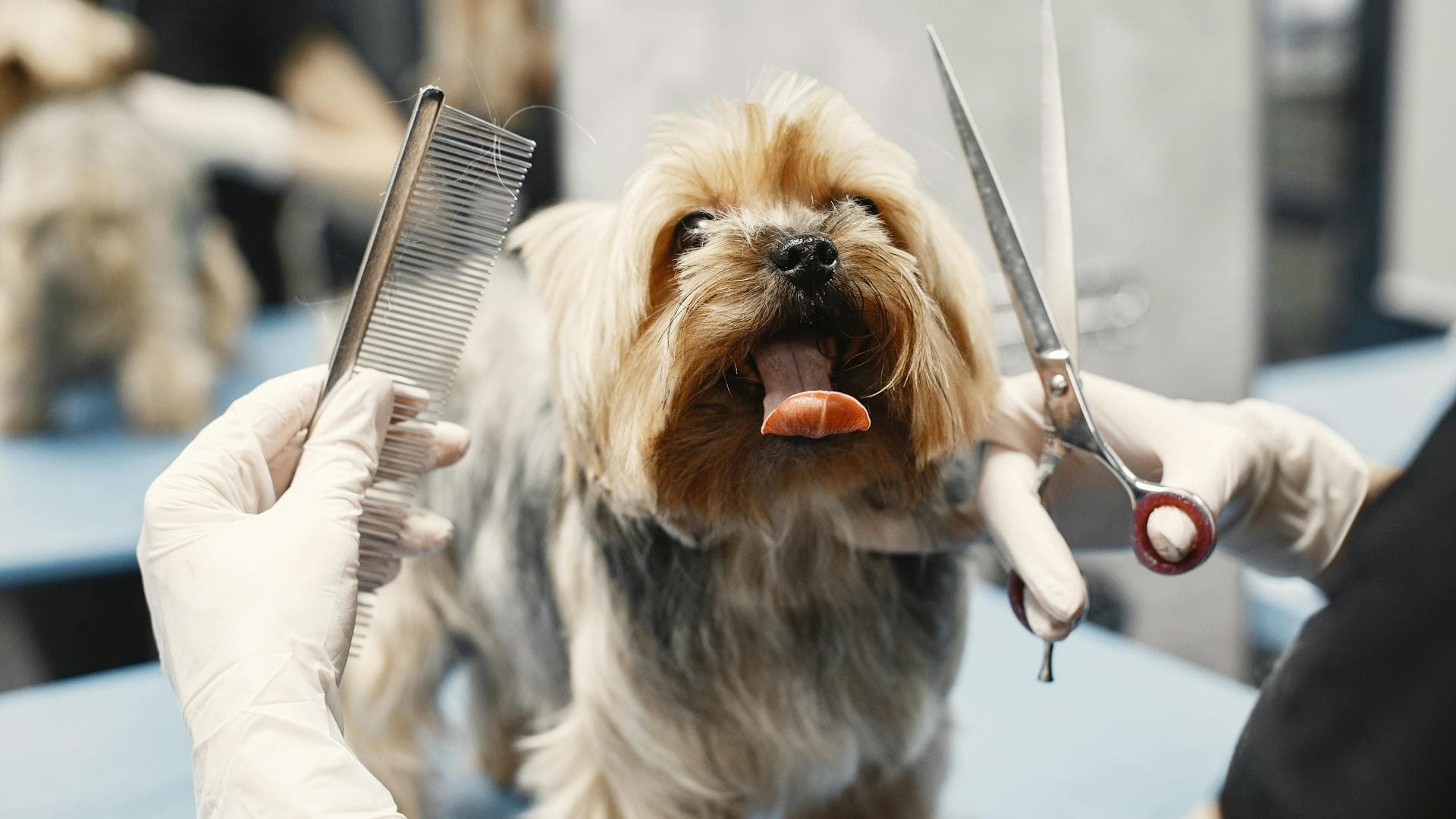 Professional dog groomer caring for a dog at a grooming salon