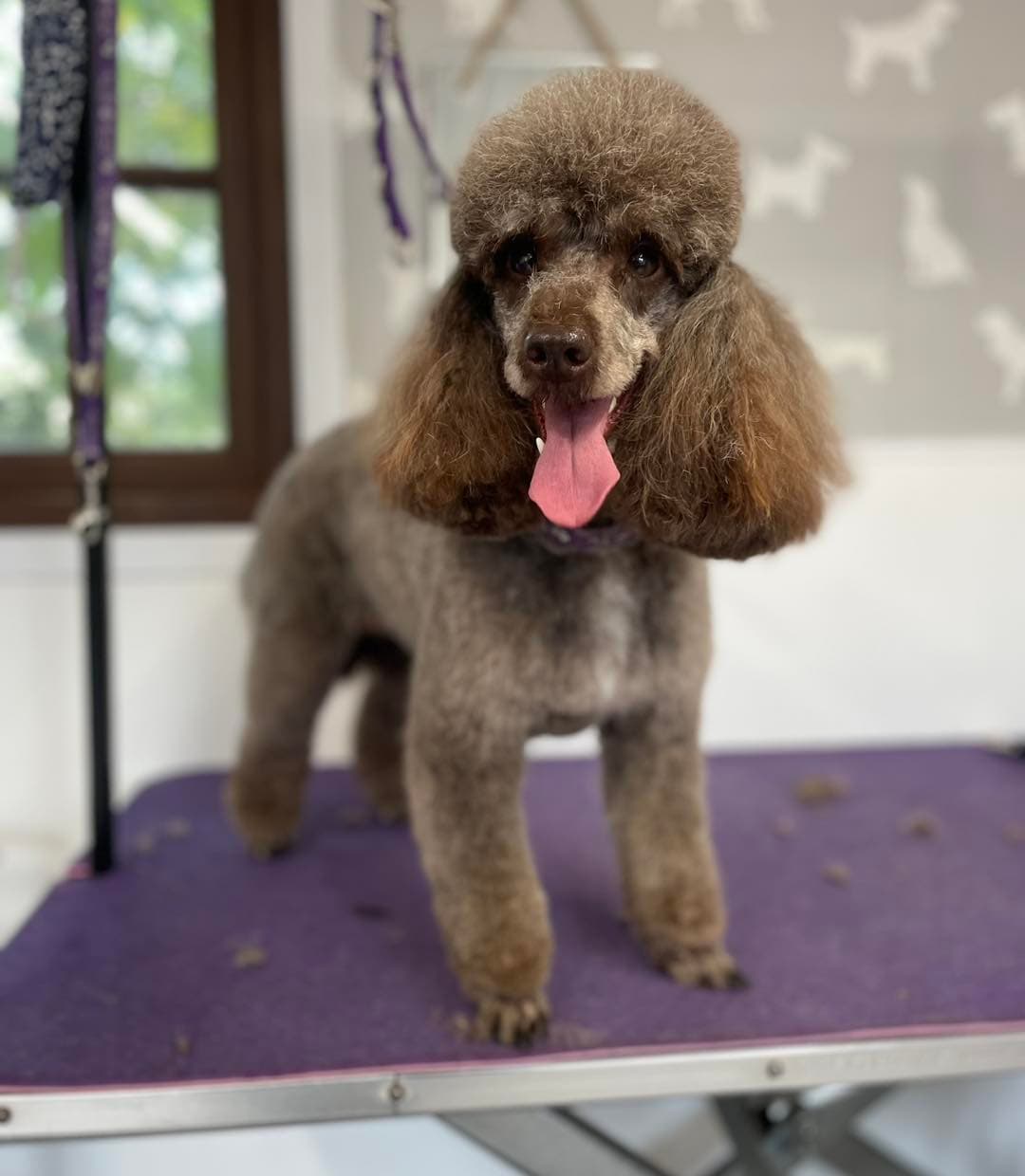 Poodle โ Full Groom after grooming