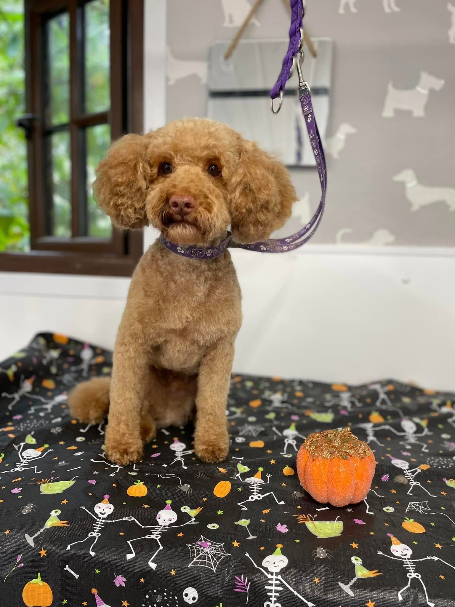 Cockapoo โ Full Groom after grooming