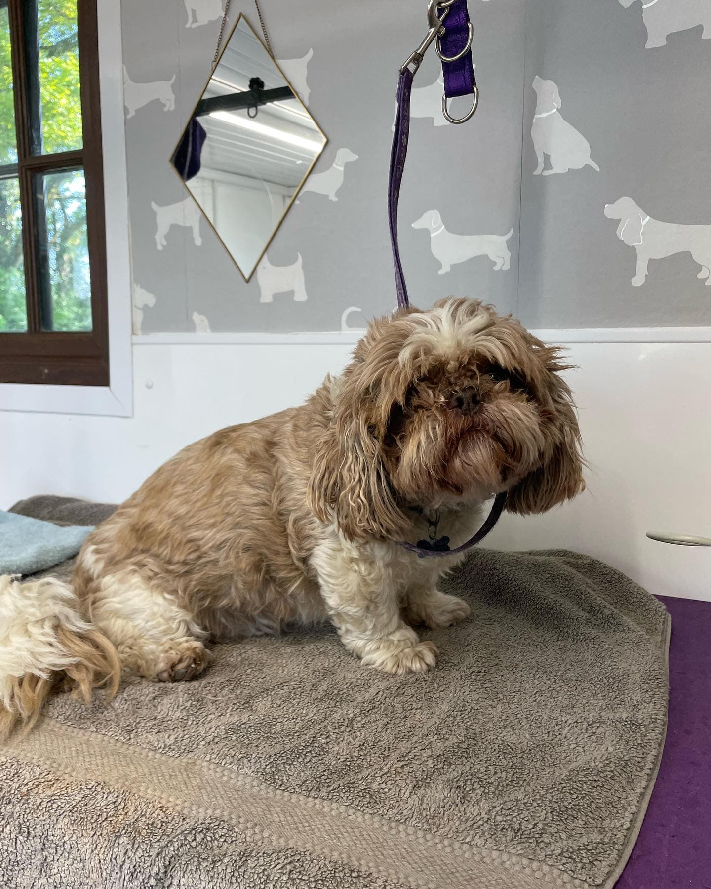 Shih Tzu โ Pet Trim before grooming